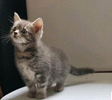 Kittens In Bradford West Yorkshire Gumtree