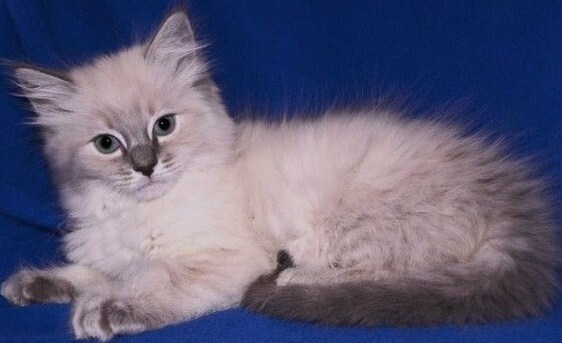 ADORABLE BLUE LYNX RAGDOLL KITTENS | in Bude, Cornwall | Gumtree