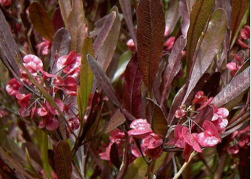 Florida Hopbush - Dodonea Viscosa - 50+ Graines - Graines - Semillas - F 199