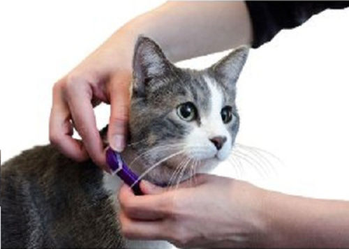 Sentry Calming Collar For Cats Travel Shock Behavior All Age No Side Effect