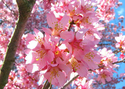2 Okame Flowering Cherry trees 2.5