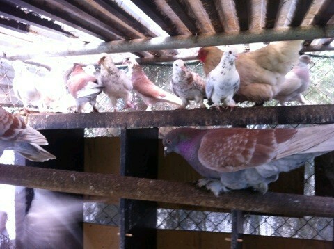 Pigeons For Sale Turkish Tumblr Birds Gumtree Australia