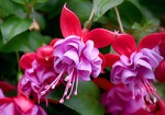 fuchsilinchen