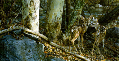 Carl Brenders BROKEN SILENCE, Mule Deer Fawns, art print, ARTIST PROOF A/P #2/76