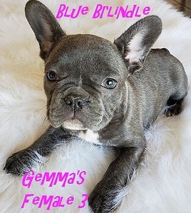 French Bulldog Bulldog Puppies Kijiji In Alberta Buy Sell