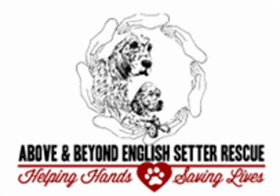 Above & Beyond English Setter Rescue
