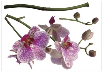 Brewster Komar FS17702 Peel amp Stick Orchids European Wall Decals New