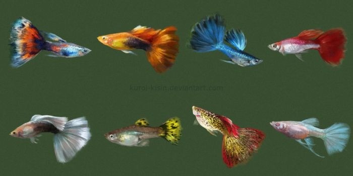 Assorted Male Guppy in Newcastle Tyne and Wear Gumtree