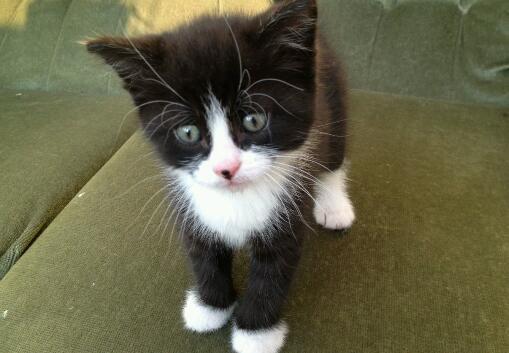 Black and white maine coon cross kitten male | in Didsbury, Manchester