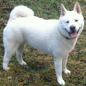 White male akita | in Gartcosh, Glasgow | Gumtree