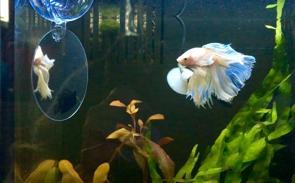 Zoo Med Labs Betta Floating Exercise Mirror - Betta Fish Toy - Aquarium