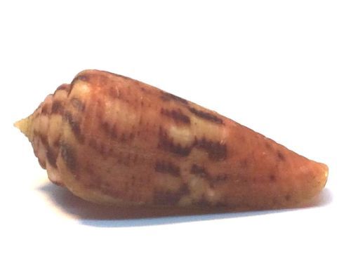 1989年＊シエル＊ビンテージSHELL＊永久コレクション 1989 Ciel Vintage SHELL Permanent Collection | eBay