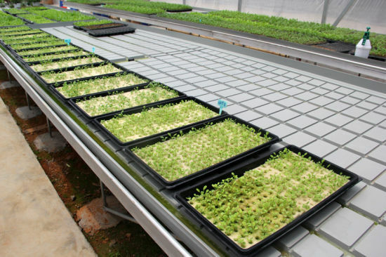 1020 Seed Starting Trays Flats HEAVY DUTY  Seedlings No Holes 10"x20"  FAST SHIP