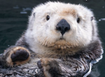 otterman29