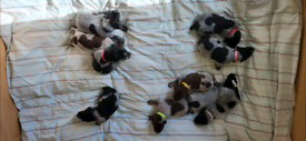 German shorthaired pointer pups 