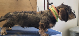 Standard wire haired dachshund teckel