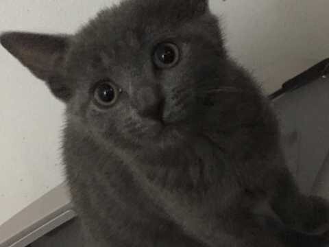 X Bsh X Long Hair Blue Russian And X Siamese In Fulham