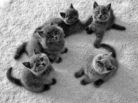 British Shorthair Kittens For Sale In London In Barking London