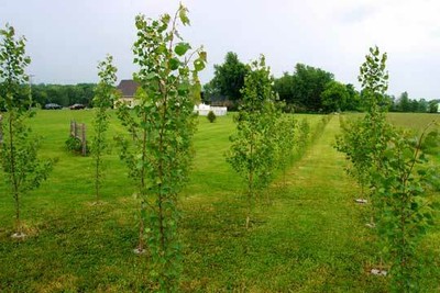 25 Hybrid Poplar Tree Cuttings - Fast Growing Shade or Privacy Trees - 25 Trees