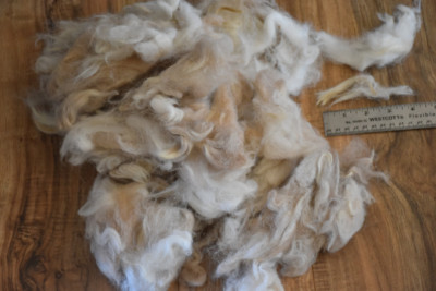 Alpaca Wool Fiber Fleece 2nds cream white w/tan Molly 6oz 