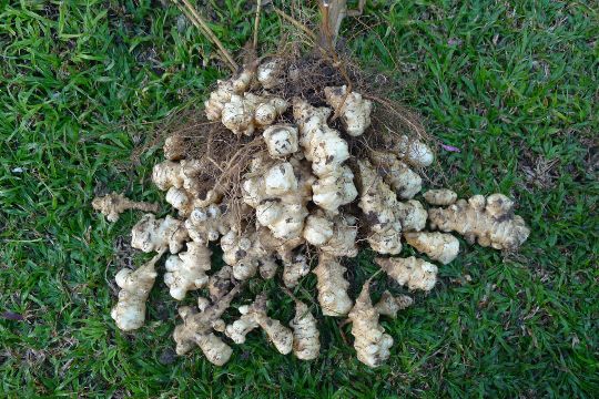 Jerusalem Artichoke EARLY Dwarf Sunray Variety - Organic Sunchoke Sunroot
