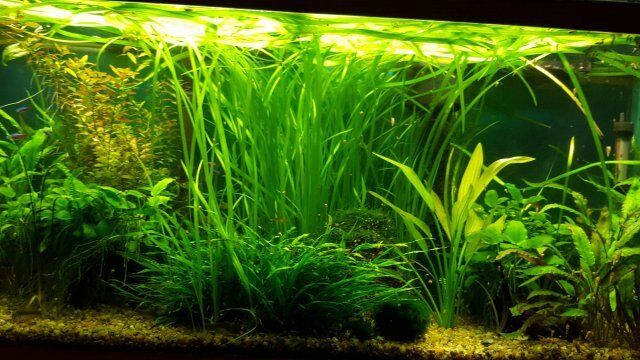 25 Jungle val Plants Live Aquarium Plants aquascaping Planted Tank Easy