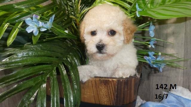 Bichoodle puppies | Dogs & Puppies | Gumtree Australia ...