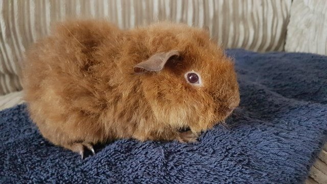 Cute Ginger Teddy Coat Male Guinea Pig In Ballyclare County Antrim