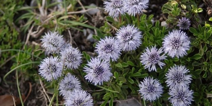 Feuilles SÃ©ChÃ©Es De Globulaire Buissonnante,Globularia Alypum,Feuilles De Turbit