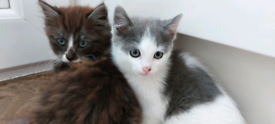 8 weeks old Kittens looking for a new home