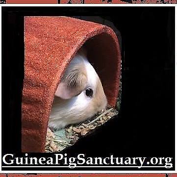 Guinea Pig Sanctuary