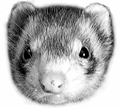 Ferret Shelter Northwest