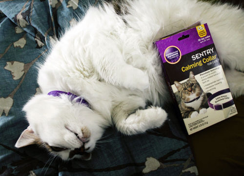 Sentry Calming Collar For Cats Travel Shock Behavior All Age No Side Effect