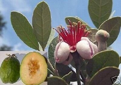 Tropische Ananas-Guave / Schnellwüchsige Zimmerpflanze