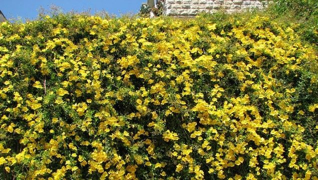 BIGNONIA "YELLOW" CROSSVINE*Rooted Starter Plant*USA SELLER*ATTRACTS BUTTERFLIES