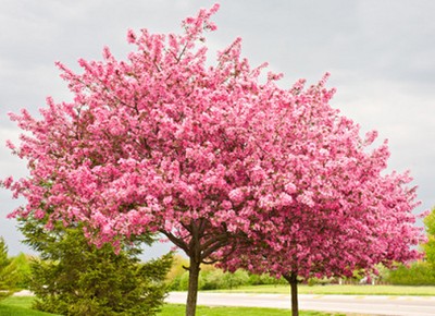 30 Samen Kanadischer / Amerikanischer Judasbaum (Cercis canadensis), Blütenmeer