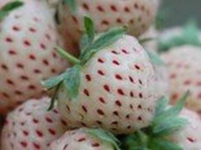 Weiße Ananas-Erdbeere 25 Samen (Ananas+Erdbeere) winterhart sehr leckere Früchte