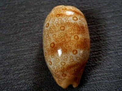 Cypraea Argus 59 mm   GEM ,DWARF Argus nice DARK spots pattern WOW!!!