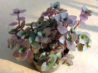 50 Cuttings Mini Wandering Jew Bolivian Chain Plant Callisia Repens