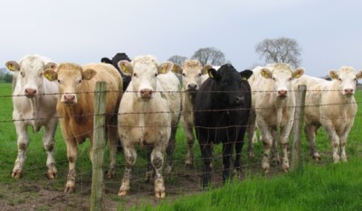 Photo 6x4 Smile please! Belton/SK4420 Why are cattle so curious? c2006