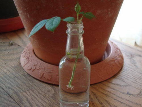 3 Cuttings of Neil Diamond Hybrid Tea Rose  Ready To Root Make Your Own Plants