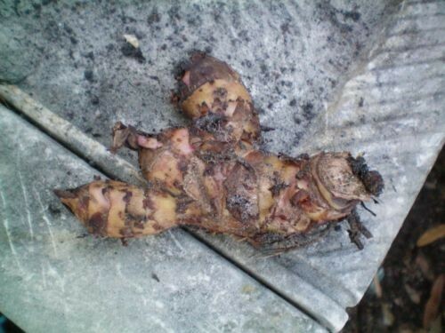 3 TROPICANNA CANNA LILY Rhizome Bulb Vivid Variegated Foliage & Orange Flowers