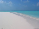 lovecocopalm