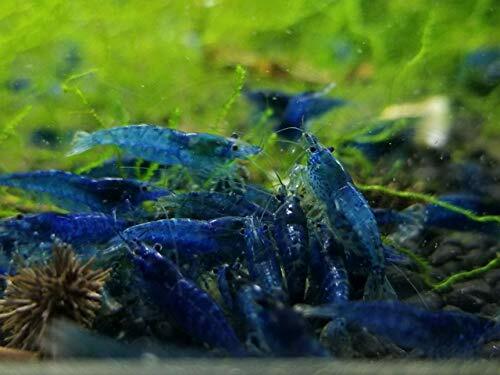 10 +1 Ultra Blue Dream - Freshwater ...