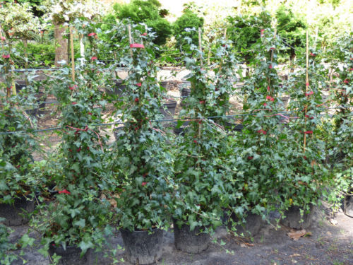 eiben kaufen 160 cm Taxus baccata main image 0