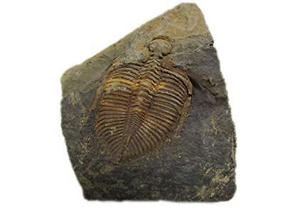 Chinese Xiangxi Real Trilobite Fossil Comes from 450 Million Years ago