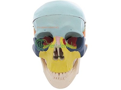 Modello Teschio Umano In Resina A Grandezza Naturale ULTECHNOVO – Per Halloween, Studio E Decorazione