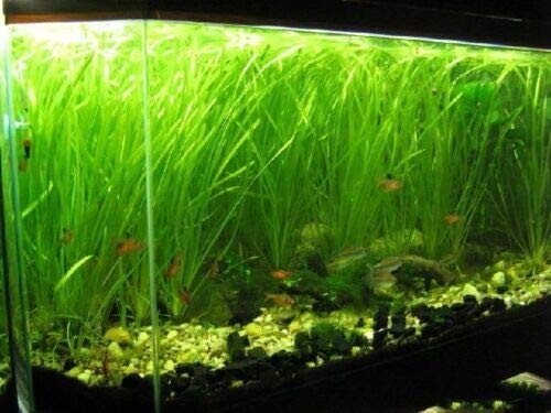 6 Vallisneria Jungle Val Bunch Live Aquarium Plants BUY2GET1FREE beginner tank