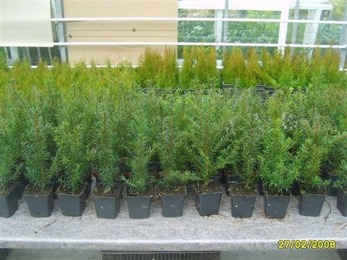 Taxus baccata "Germers Gold", gelbe aufrechte Eibe mit recht kompaktem Wuchs