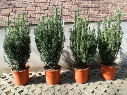 Gemeine Eibe Taxus baccata 180-200 cm. Ab 3 Taxus Koniferen. Grne Taxus  Hecke | eBay.de